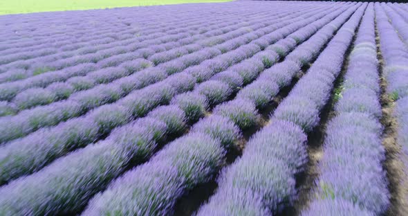 Aerial View Lavender Field Purple Flowers Beautiful Agriculture.