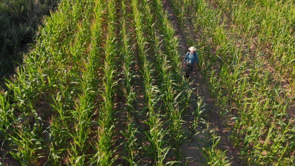 Farmer Wearing Straw Hat Walking Through Cornfield Top View