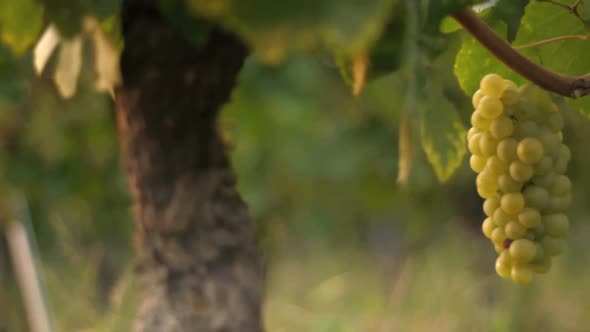 Vineyard close up tracking shot outdoor