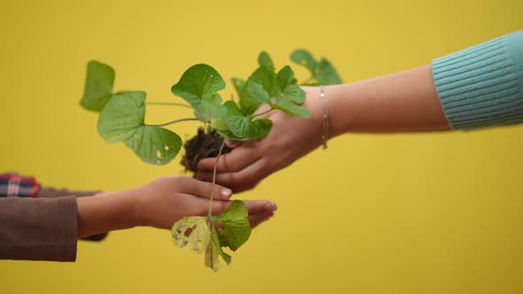 Yellow Background with Female Hands Passing Green Plant