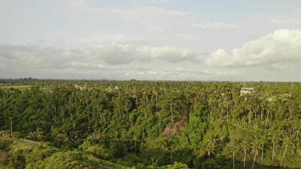 Drone Over Forests Of Ubud