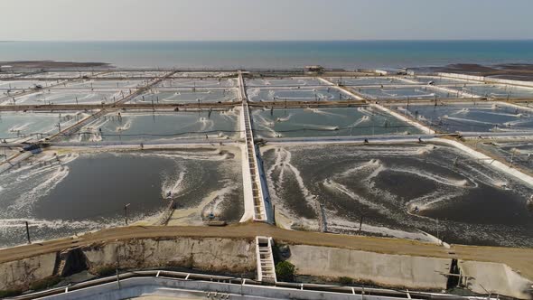 Shrimp Farming in Indonesia