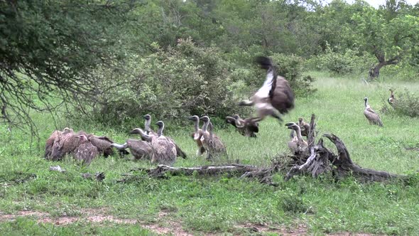 Wide shot of white-headed and hooded vultures in a feeding frenzy then they get startled and fly off
