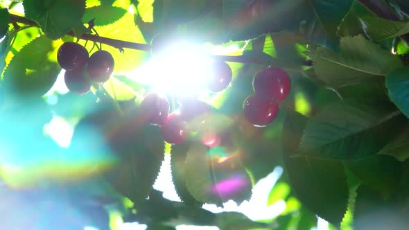 Sun's Rays Shine Through the Berries of Sweet Cherry