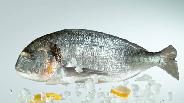 Super Slow Motion Shot of Flying Fresh Bream Fish and Crushed Ice at 1000 Fps.