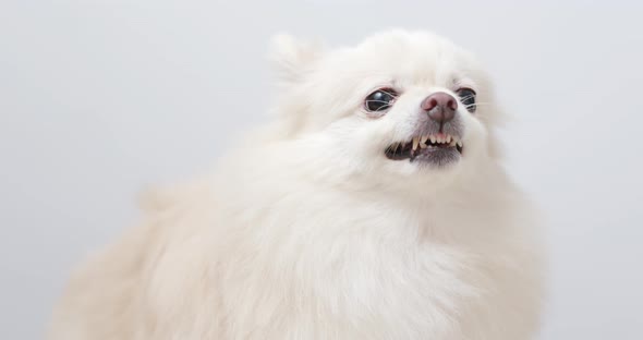 White Pomeranian dog feel angry