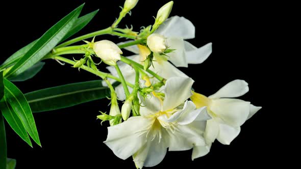 White Yellow Oleander Blooming in Time Lapse on a Black Background. Nerium Beautiful and Delicate