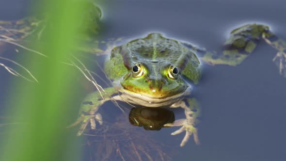 Frog