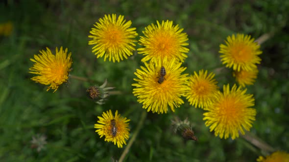 Bee collects pollen from a dandelions flower