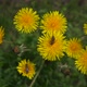 Bee collects pollen from a dandelions flower - VideoHive Item for Sale