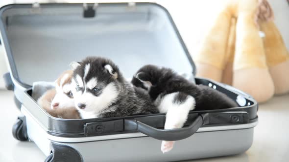 Cute Siberian Husky Puppies Sitting And Looking In Suitcase For Traveling