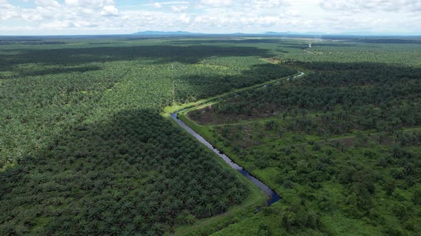 Aerial View of The Palm Oil Estates