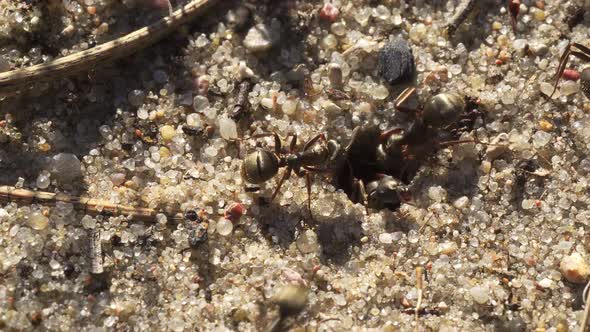 Black Ants Walk on the Sand Around Their Anthill