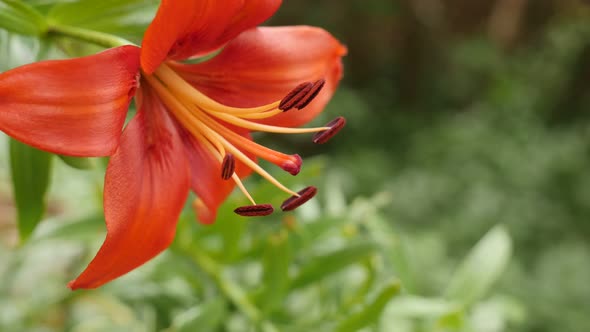 Orange plant Lilium bulbiferum  details close-up 4K 2160p 30fps UltraHD footage - Herbaceous tiger l