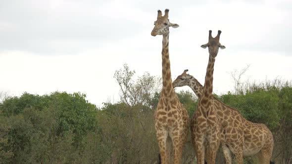 Three Maasai giraffes