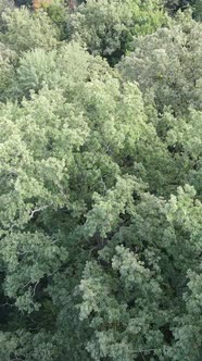 Aerial View of Green Forest in Summer