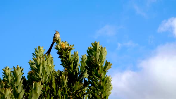 Curious Cape Sugarbird sitting on big protea bush, blue sky with clouds background,ement from breeze