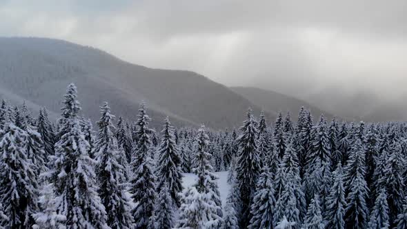 Flying Above Winter Forest in Mountain Valley