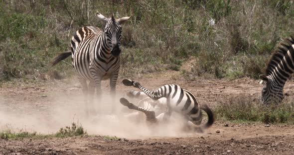Grant's Zebra, equus burchelli boehmi, Adult having Dust Bath, Nairobi Park in Kenya, Real Time 4K