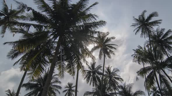 Timelapse white cloud flow over coconut. 