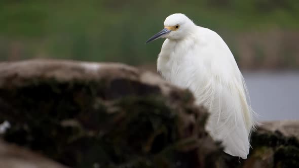Snowy Egret Heron Standing on a Dead Tree while Wind Moves hes Feathers