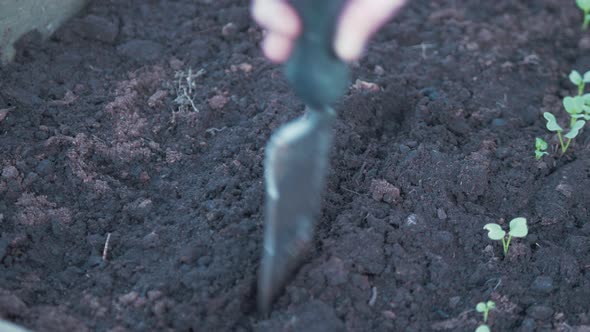 Making row in soil with trowel for sowing seeds