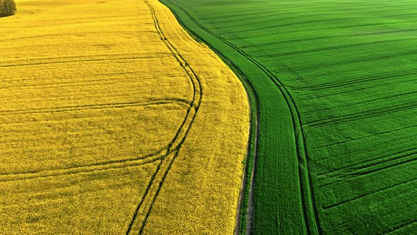 Half yellow and green field in countryside at spring.