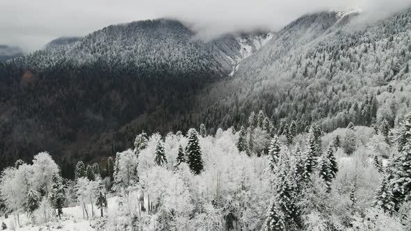 View of a Beautiful Landscape with a Green Coniferous Forest in the Mountains