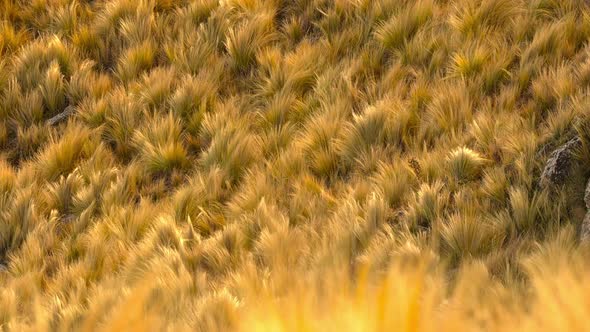 Grassland in the mountains of Villa de Merlo, San Luis, Argentina. Slow motion. Defocused foreground