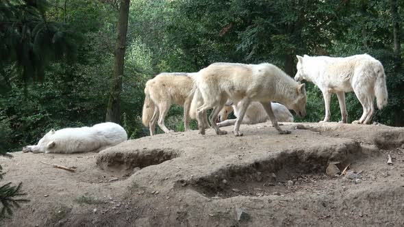 Arctic wolf (Canis lupus arctos), also known as the white wolf or polar wolf