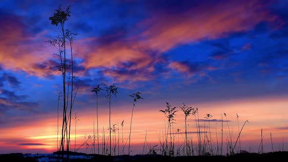 Grass at Sunrise