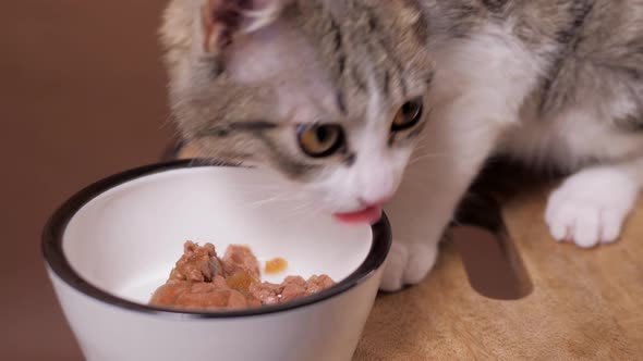 Kitten Eating Food From Bowl. Little Hungry Cat Eating at Home Cat Food