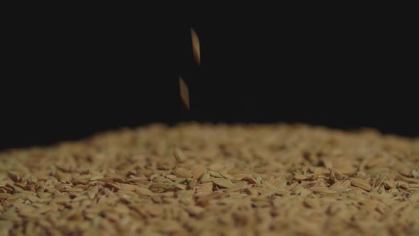 Dry Uncooked Rice Grain Is Poured From Top To Bottom