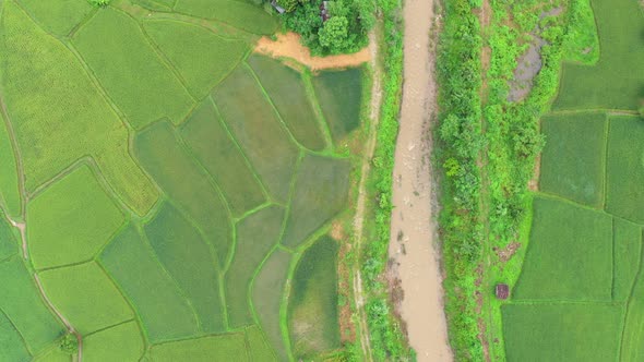Aerial view drone flying over of agriculture in paddy rice fields for cultivation