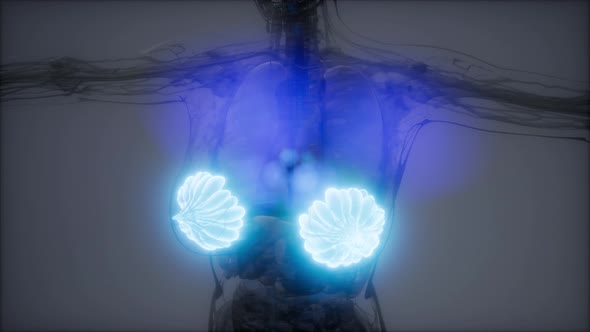 Medically Accurate Illustration of an Obese Womens Mammary Glands alt