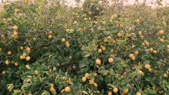 Lemon Orchard Aerial View