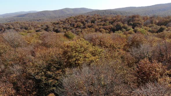 Sabaduri Mountain. Autumn forest. Georgia