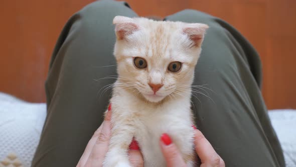 Cute Curious Red Cat Lying on Feet of Young Woman Indoor