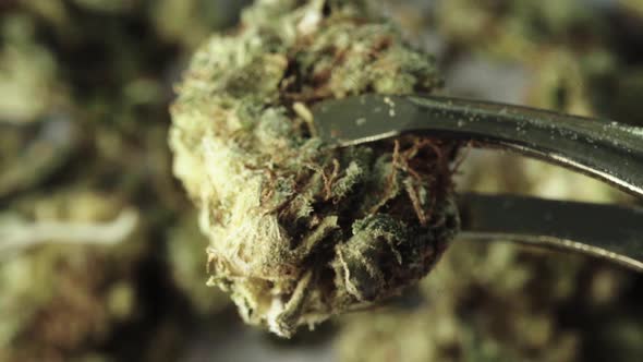 Marijuana. Cannabis. Hemp. Close-up. Slow Motion