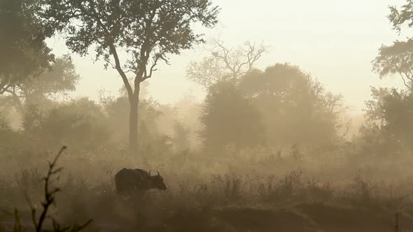 African buffalo in Kruger National park, South Africa