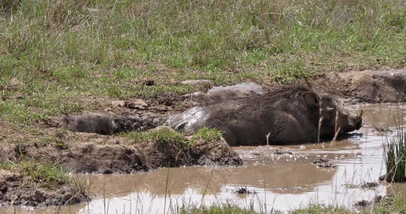 Warthog, phacochoerus aethiopicus, Pair having Mud Bath, Nairobi Park in Kenya, real Time 4K