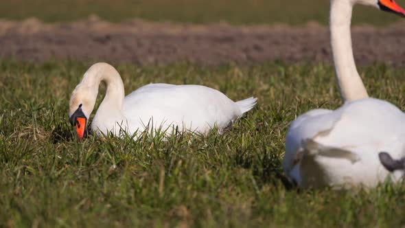 Swan couple eating grass in the countryside