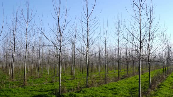 Motion Along Lines of Young Bare Trees in New Fruit Garden