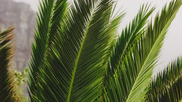 Tilting Shot of Green Palm Leaves Going Up Its Tips on a Windy Day