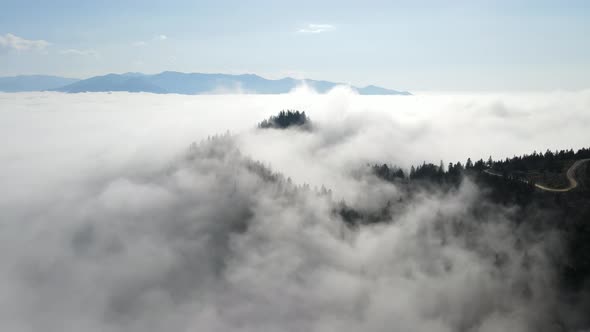 Pine Forests In The Fog