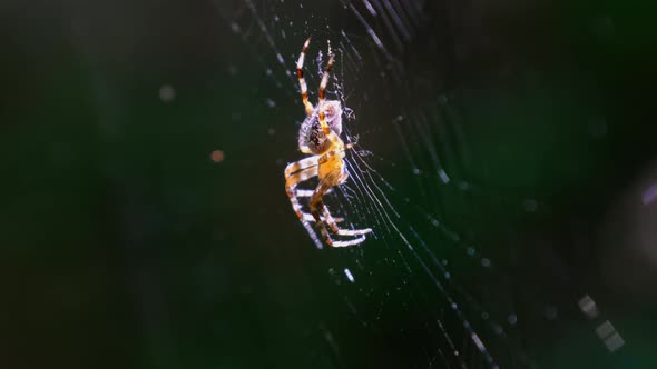 Spider Araneus Closeup on a Web Against a Background of Green Nature