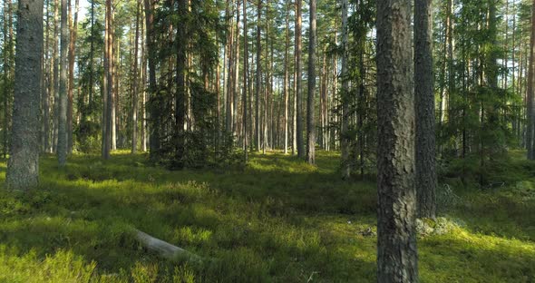 Moving Between Pine Trees in Green Forest in Summer Morning Dolly Shot