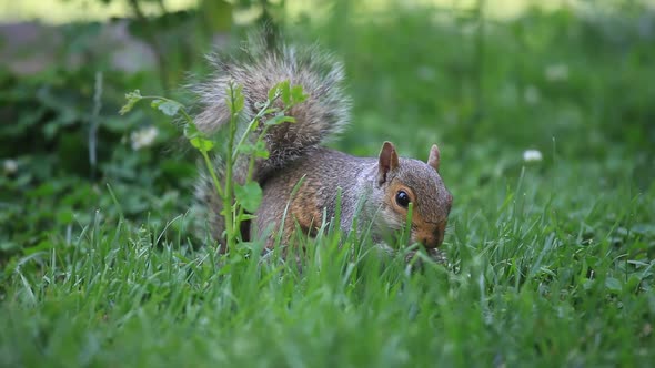 Squirrel Eating Seeds in the Park Washington DC USA