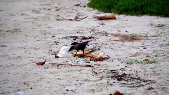 Crows searching for food from plastic waste