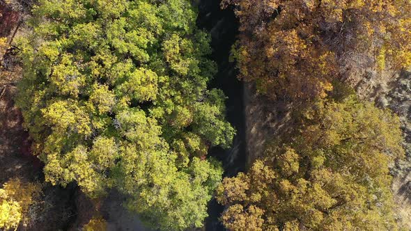 Aerial view of road through thick trees during Fall